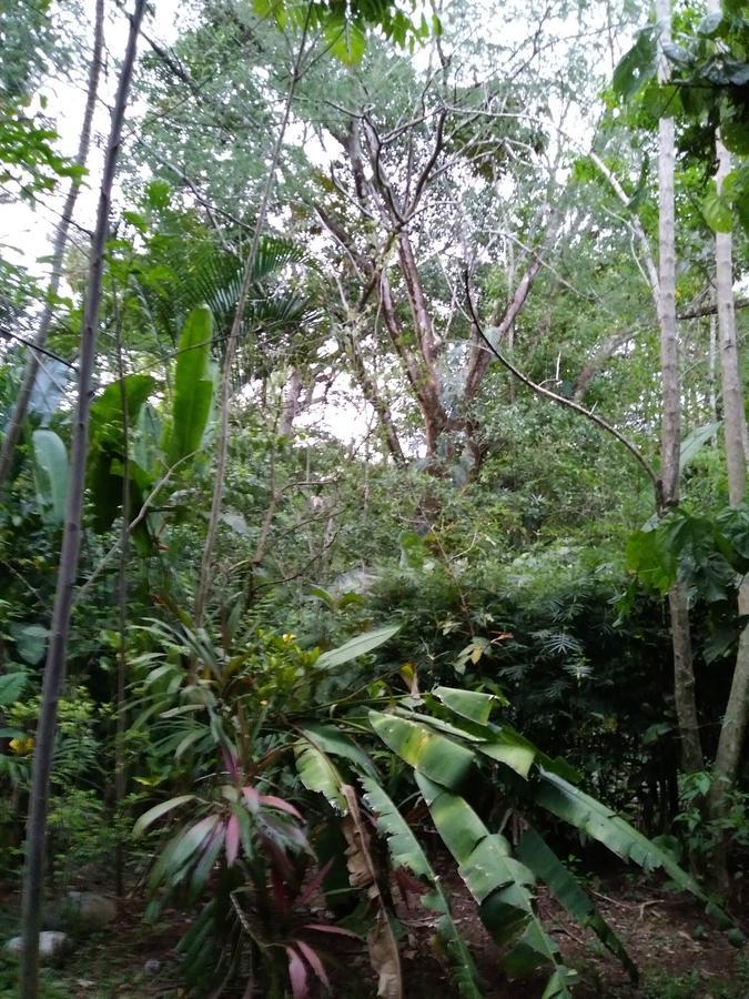 Hospedaje El Bosquecito Uvita Exteriör bild