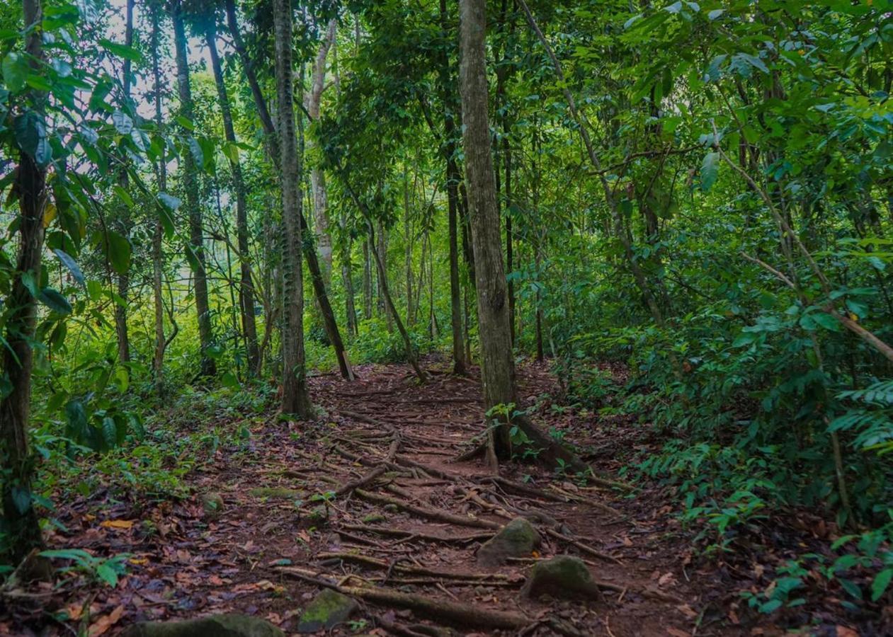 Hospedaje El Bosquecito Uvita Exteriör bild