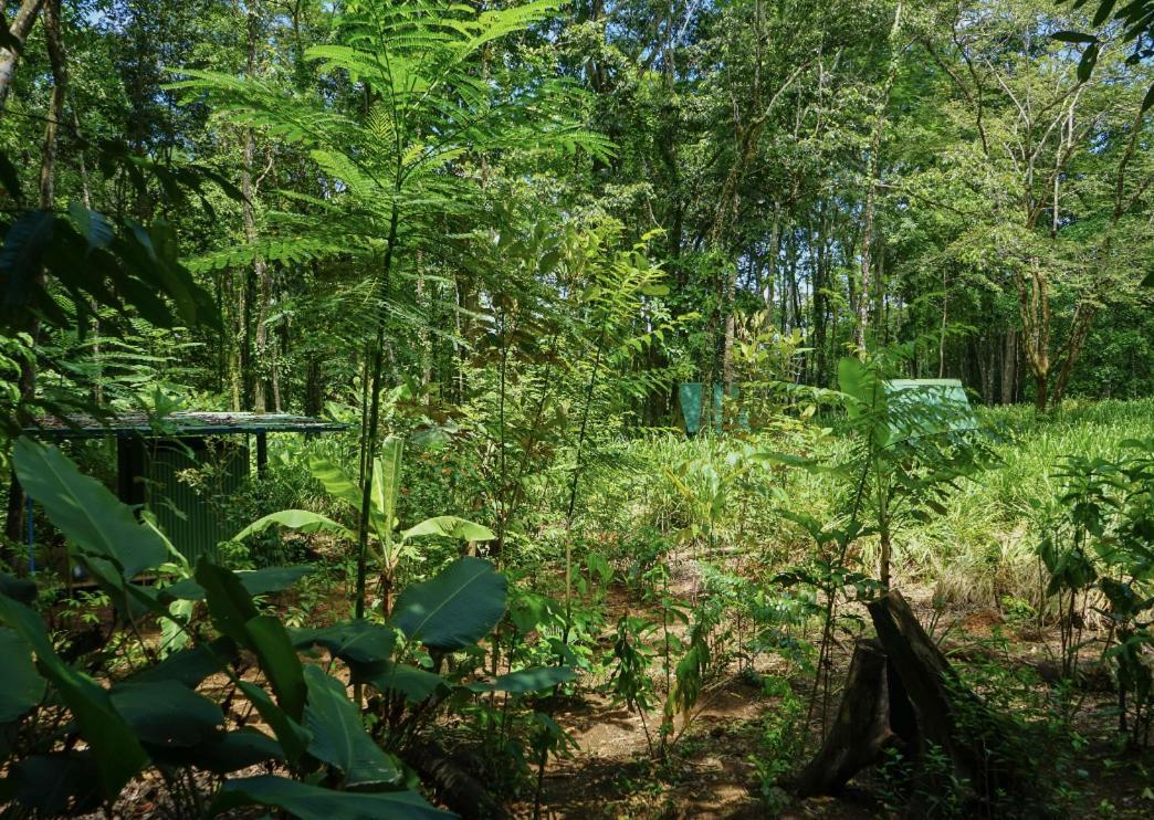 Hospedaje El Bosquecito Uvita Exteriör bild